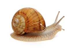 snail bait