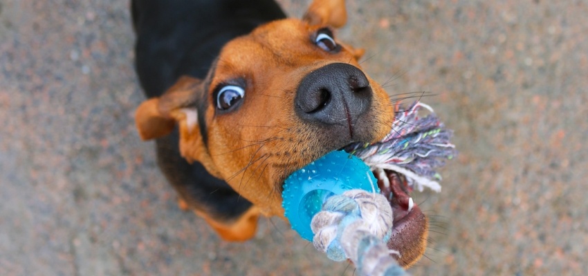 Puppies playing best sale tug of war