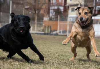 treats to calm dogs down