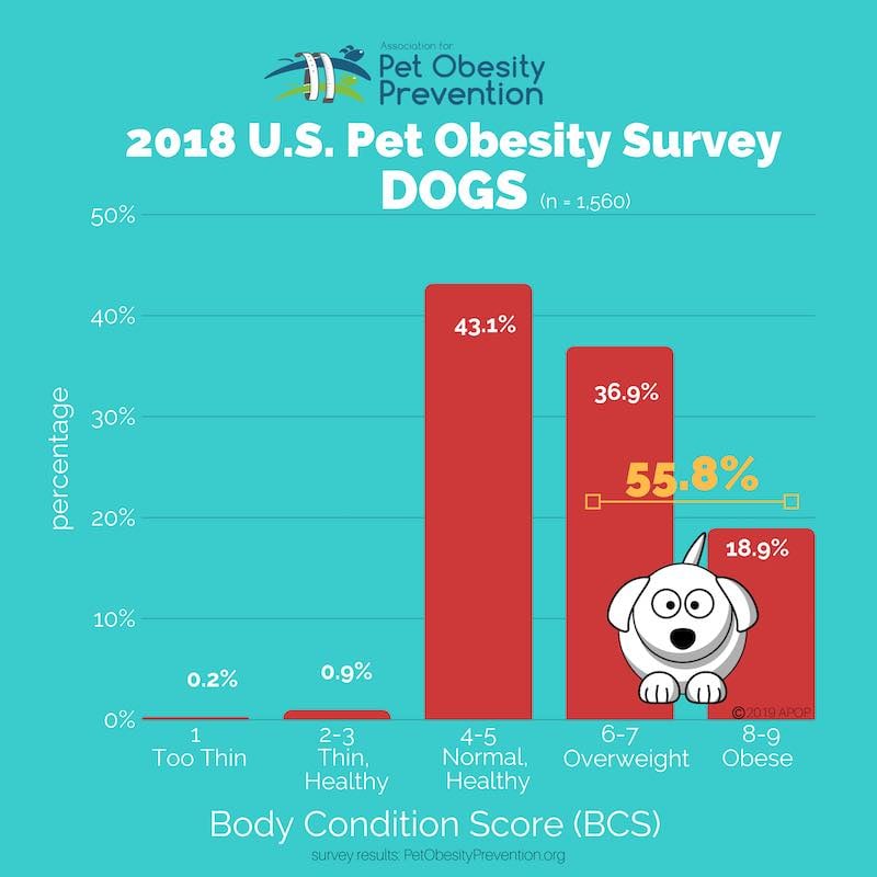 How Much and How Often to Feed Your Dog | Preventive Vet