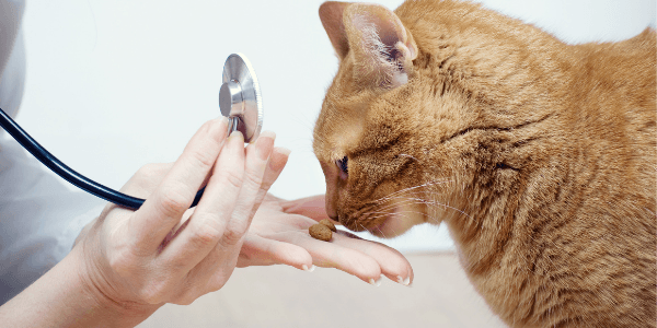 How to Be Proactive Against Cat Arthritis | Preventive Vet