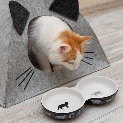 cat coming out of a tent looking at empty bowls