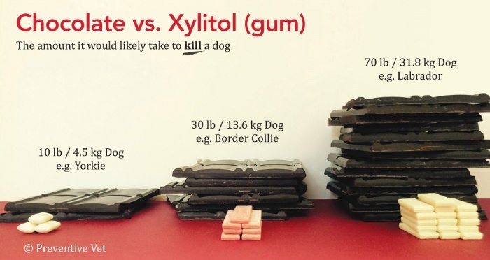 what is the ingredient in gum that kills dogs
