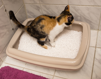 how to litter box