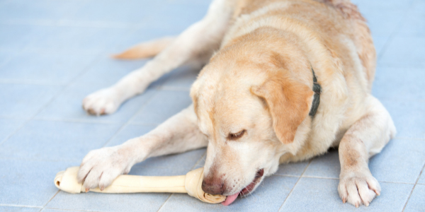 can 6 month old dogs have rawhide