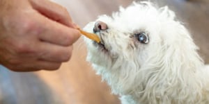 Senior Daisy dog eating a treat