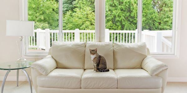 adopted cat sitting on a couch-canva