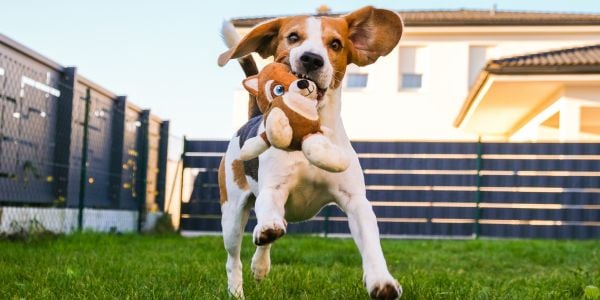 beagle holding a toy running in the yard