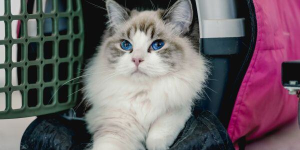 beautiful cat sitting partially inside a cat carrier