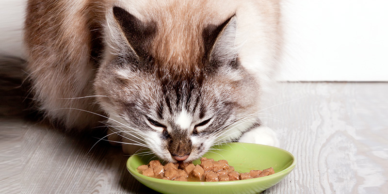 is canned cat food bad for cats