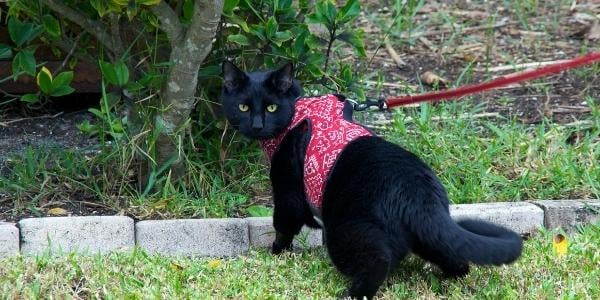 How to Walk Your Cat on a Leash Safely | Preventive Vet