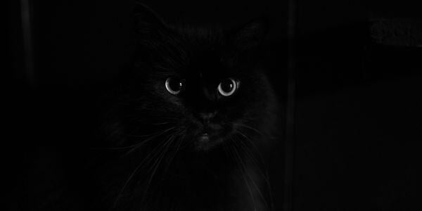 black cat in the dark shadows