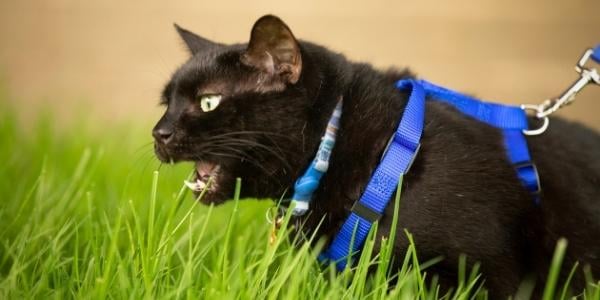 The Cat Leash Walking Kit - Cat School