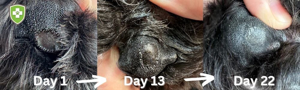 How to Keep Your Dog's Paw Pads From Tearing or Getting Cut While