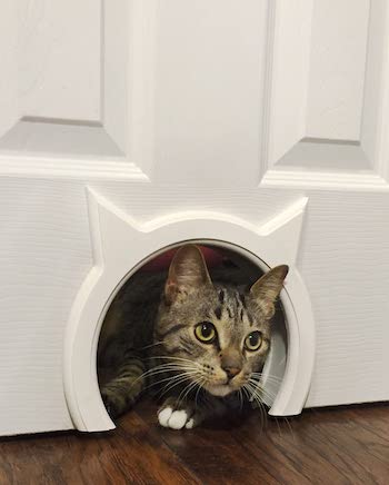 Cheap cat outlet door