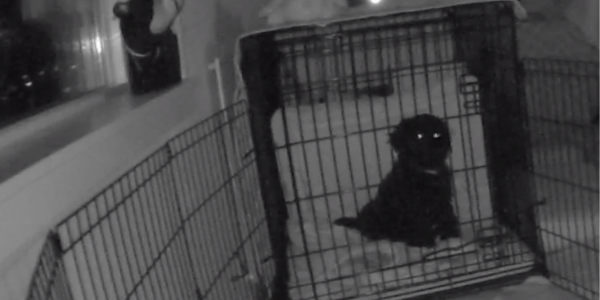 crate training a puppy barking