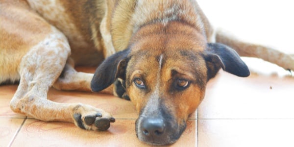 what can trigger pancreatitis in dogs