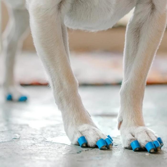 How to Trim a Dog's Nails at Home: Step-by-Step Directions from Pros