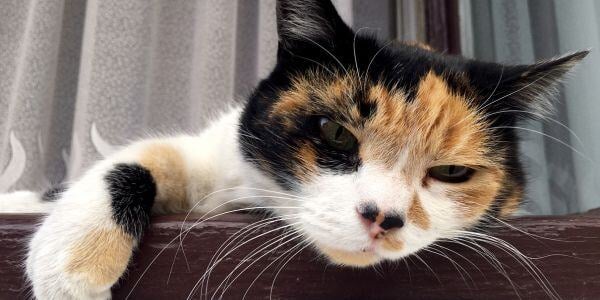 calico cat lying on window sill-canva