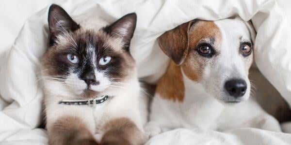 cat and dog lying side by side-canva