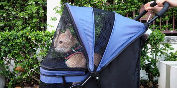cat being walked in a cat stroller-shutter