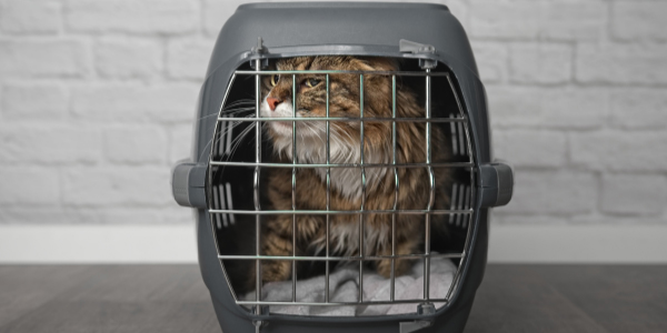 cat carrier anxiety