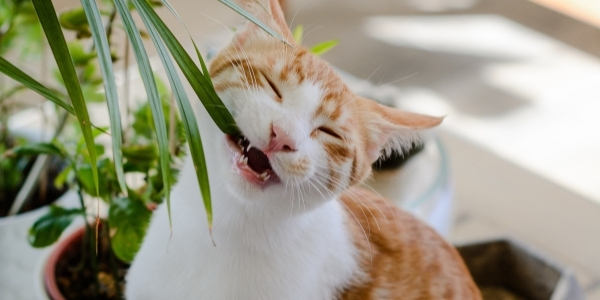 cat ate flowers throwing up