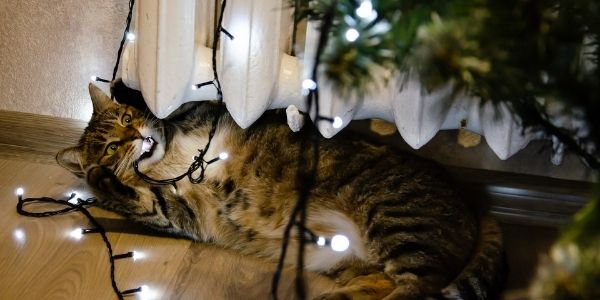 cat keeps chewing on christmas tree