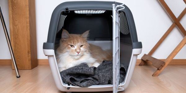 cat comfortable in a carrier with door open