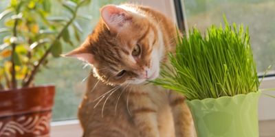 cat stop eating plants