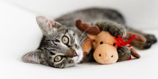 cat hugging reindeer toy