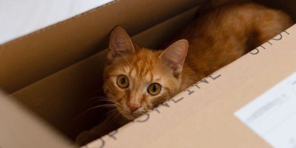 cat in a box after unpacking