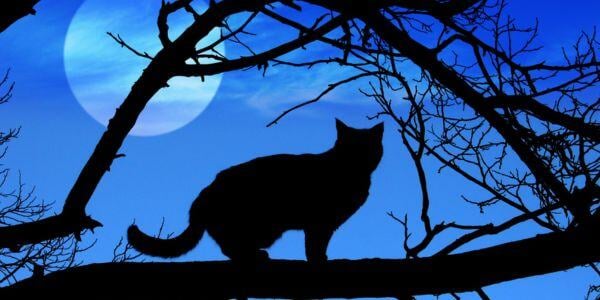 cat in a tree at night with moon in the sky