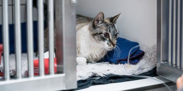 cat in cage on IV fluids at the veterinarian