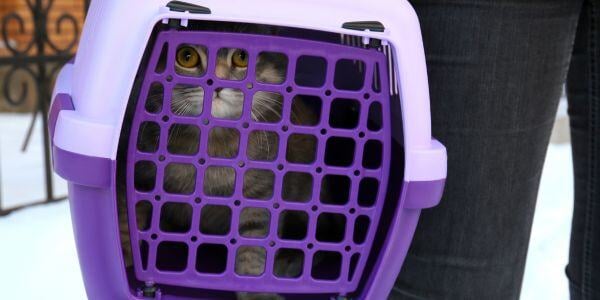 cat inside a carrier being carried outside