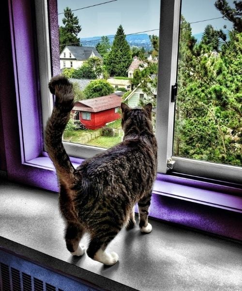 Preventing Your Cat From Falling Out The Window