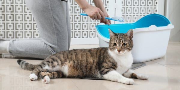 cat lying in front of litter box-canva