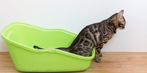 cat peeing in a green litter box