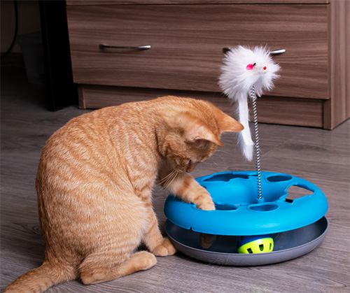 self play cat toys