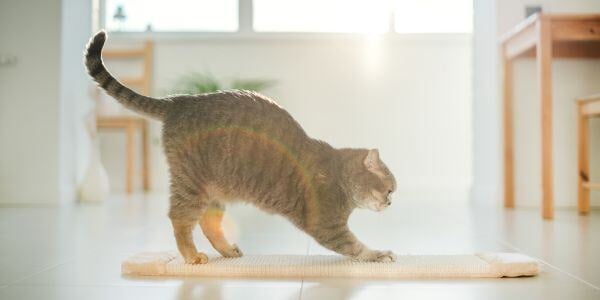 cat scratching a horizontal scratch pad