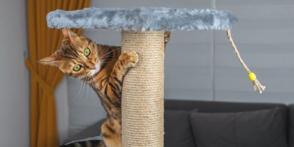 cat scratching a sisal cat tree-canva