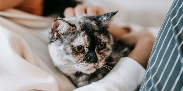 cat sitting in a pet sitters lap