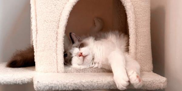 cat sleeping in a cat tree at a boarding facility