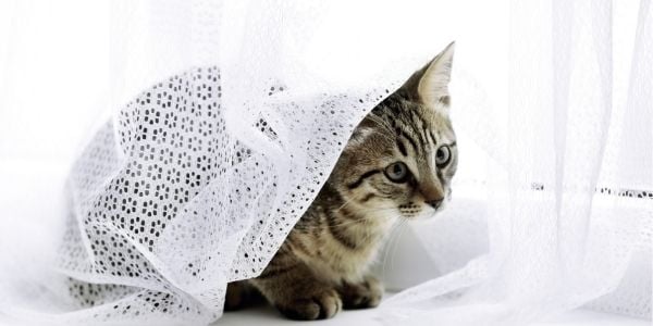 Cat Spraying: Why Cats Do it and Ways to Tackle it | Preventive Vet