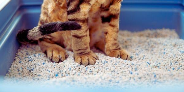 cat standing in litter box