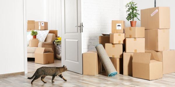 cat walking in living room after a move