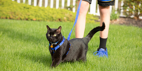 How to Walk Your Cat on a Leash Safely | Preventive Vet