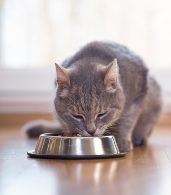 cat bowls to slow down eating