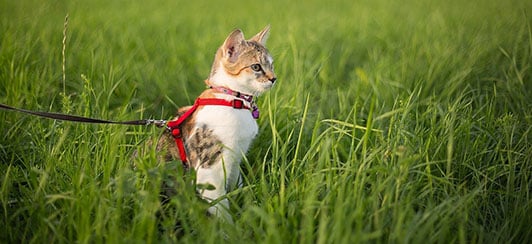 Pet friendly outlet bug repellent