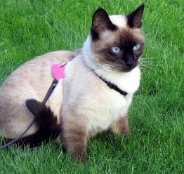 How to Walk Your Cat on a Leash Safely